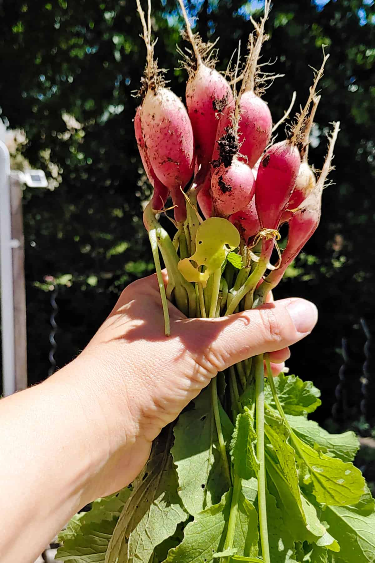 Hand holding a bouquet of radish with some dirt on it.