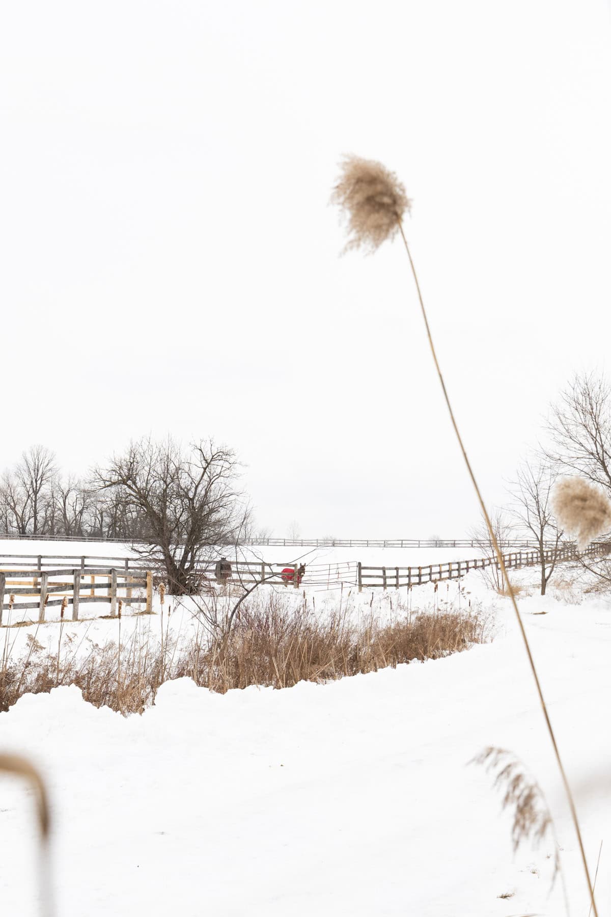 snowy picture with a white sky and a horse and a donkey in the back. 